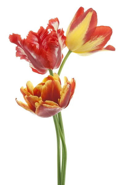 Tulpe — Stockfoto