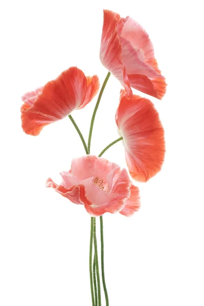 Papaver — Stockfoto