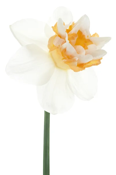 Daffodil — Stock Photo, Image