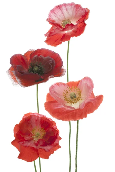 Papaver — Stockfoto