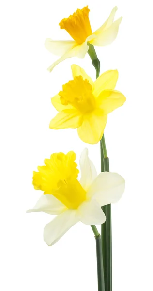 Daffodil — Stock Photo, Image