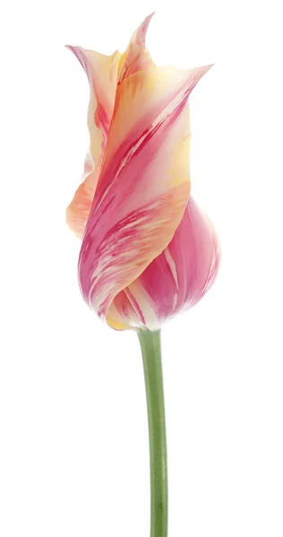 Tulip — Stock Photo, Image