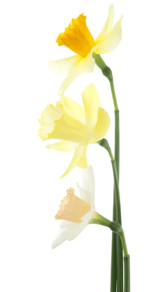 Daffodil — Zdjęcie stockowe