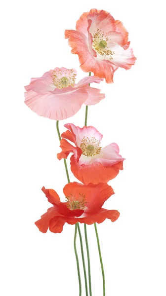 Papaver — Stockfoto