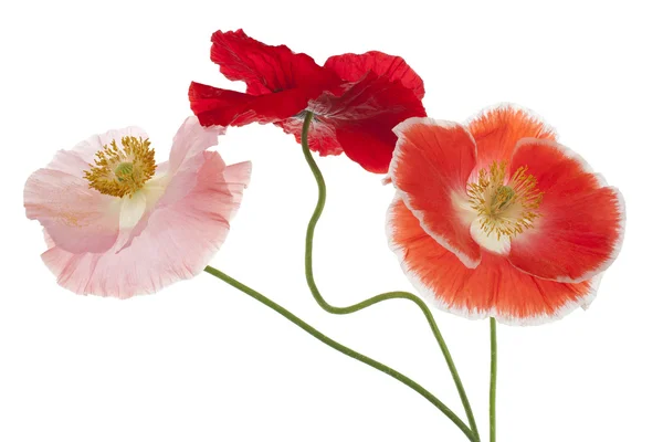 Poppy — Stock Photo, Image