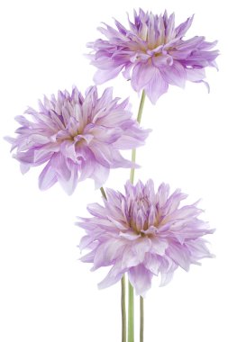 dalya