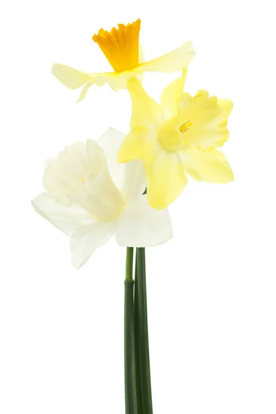 Daffodil — Zdjęcie stockowe