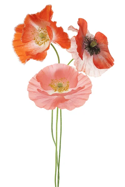 Mohn — Stockfoto