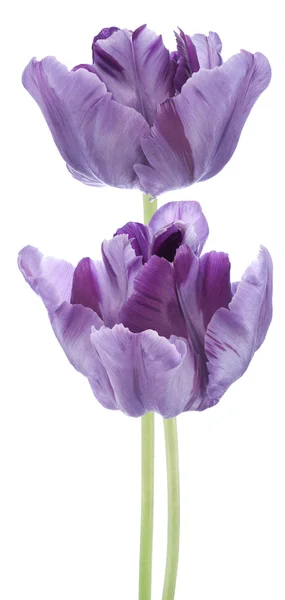 Tulip — Stock Photo, Image