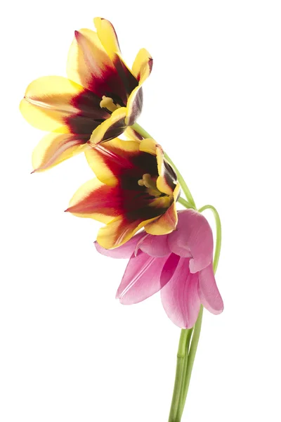 Tulipano — Foto Stock