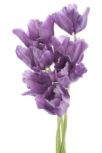 Tulipano — Foto Stock