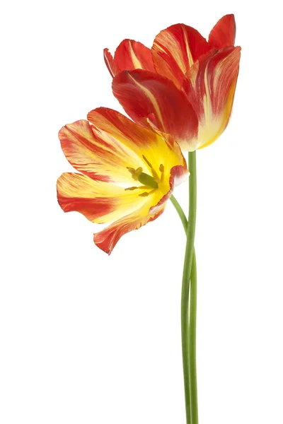 Tulip — Stock Photo, Image