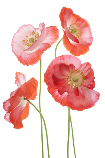 Poppy — Stock Photo, Image