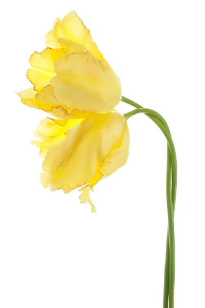 Tulp — Stockfoto