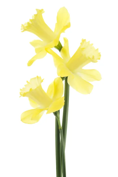 Daffodil — Zdjęcie stockowe