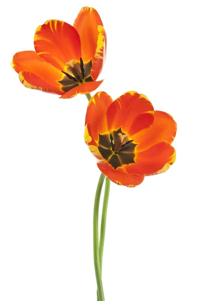 Tulip — Stock Photo, Image