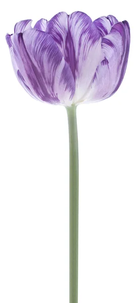 Tulip — Stock Photo, Image