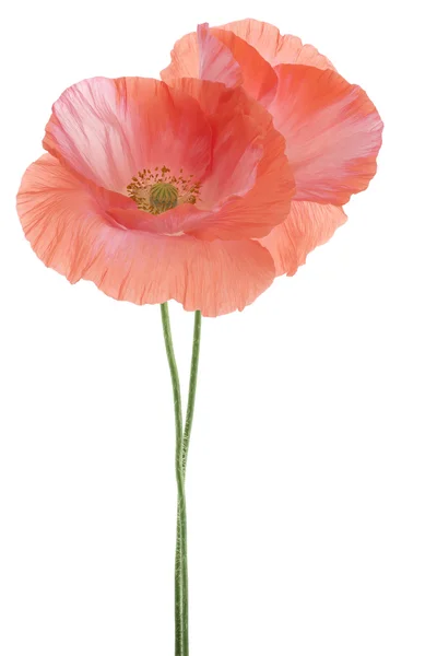 Poppy — Stock Photo, Image