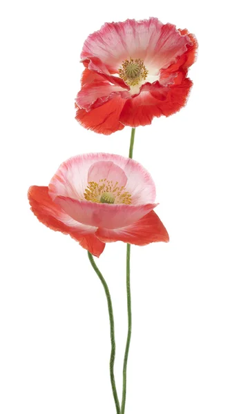 Papaver — Stockfoto