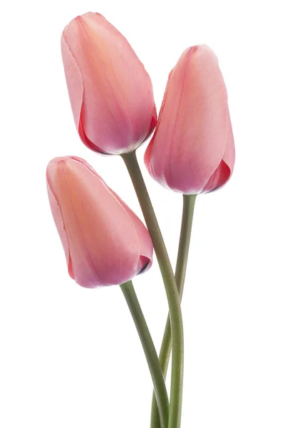 Tulp — Stockfoto