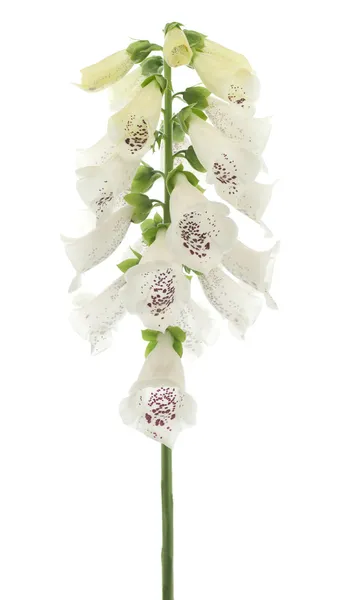 Foxglove — Stock Photo, Image