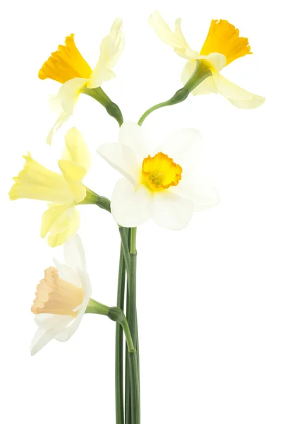 Daffodil — Zdjęcie stockowe