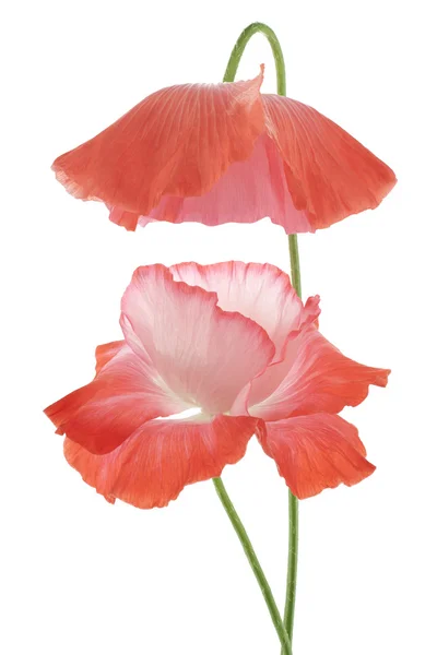 Poppy — Stock Photo, Image