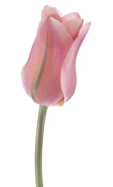 Tulp — Stockfoto