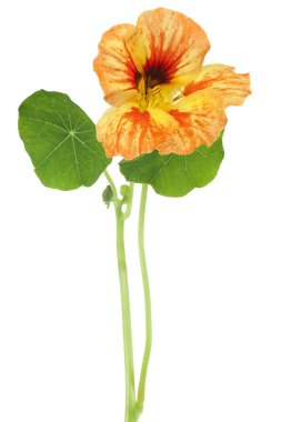 Nasturtium
