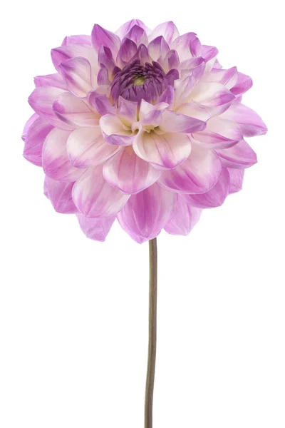 Dahlia — Stockfoto