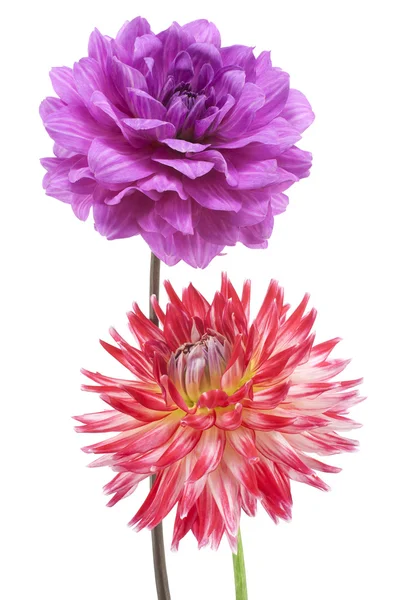 Dahlia. — Foto Stock