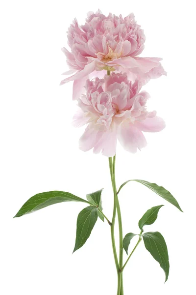 Peony — Stockfoto