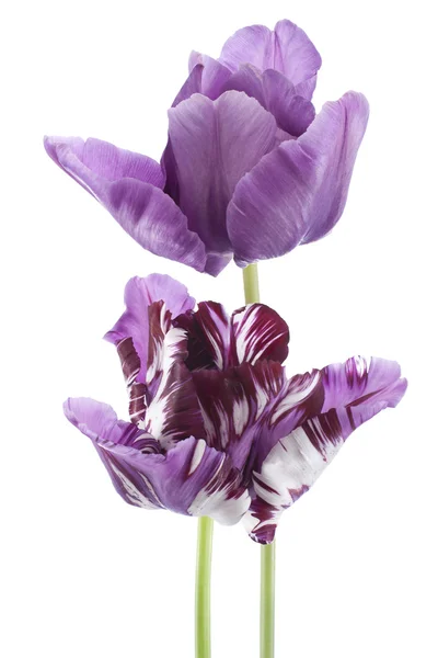 Tulpe — Stockfoto