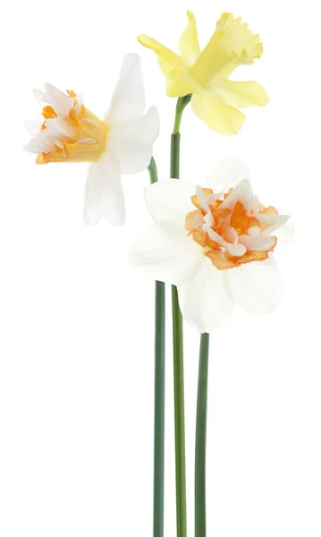 Daffodil — Stock Photo, Image