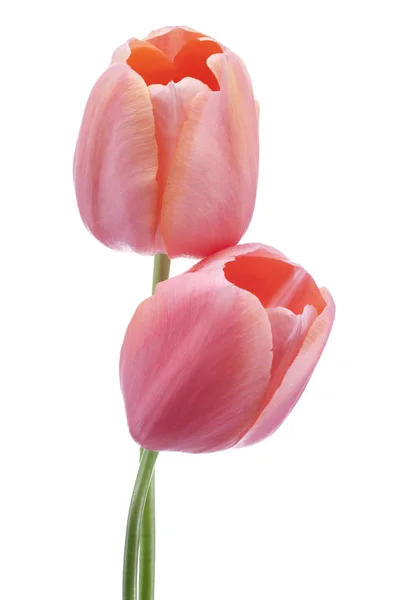 Tulp — Stockfoto