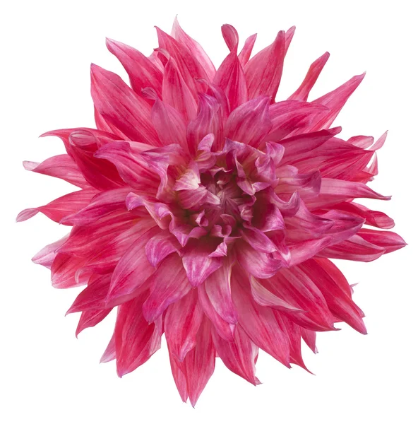 Dahlia — Stock Photo, Image