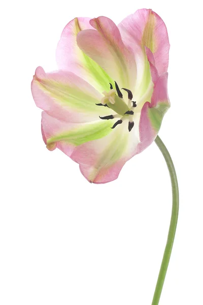 Tulp — Stockfoto