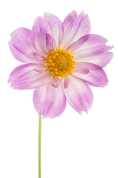 Dahlia — Stockfoto