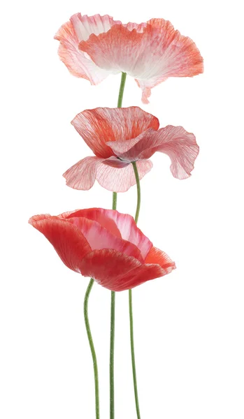 Poppy — Stock Photo, Image