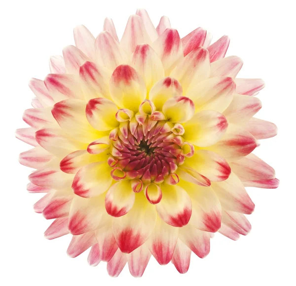 Dahlia — Stock Photo, Image