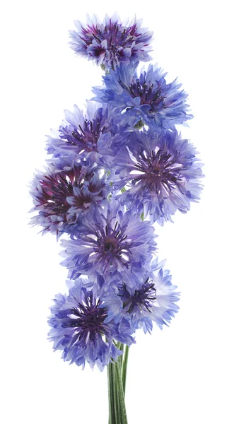 Cornflower — Stock Photo, Image