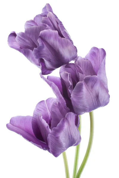 Tulp — Stockfoto