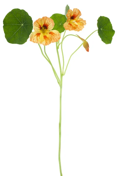 Nasturtium — Stok fotoğraf