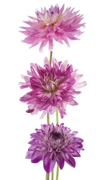 Dahlia — Stockfoto