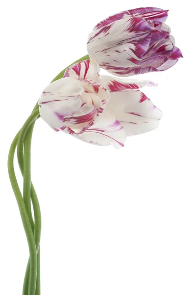 Tulpe — Stockfoto