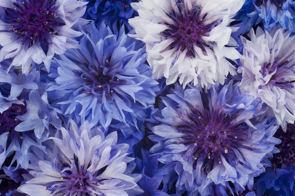 Cornflower — Stock Photo, Image