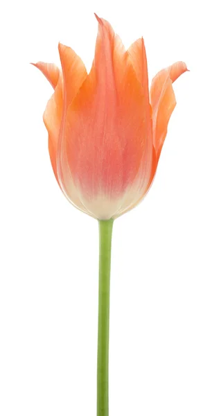 Tulp — Stockfoto