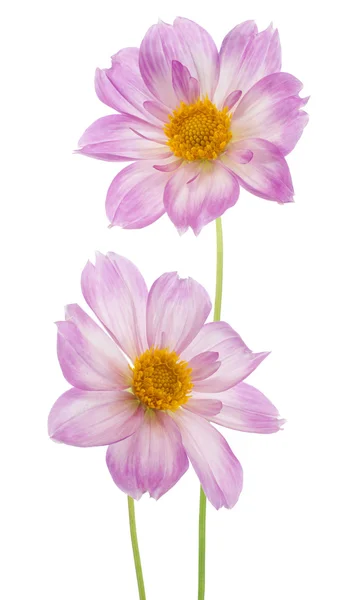 Dahlia. — Foto Stock