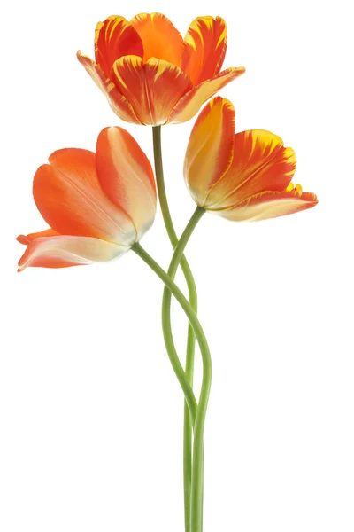 Tulpe — Stockfoto