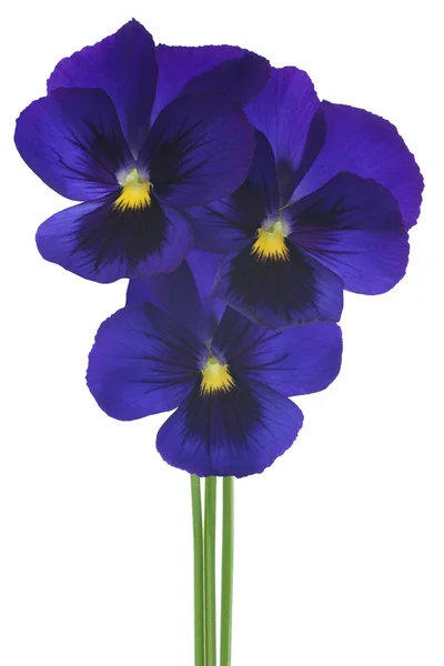 Pansy. — Foto de Stock